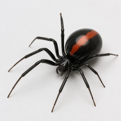 Redback Spider Identification Guide