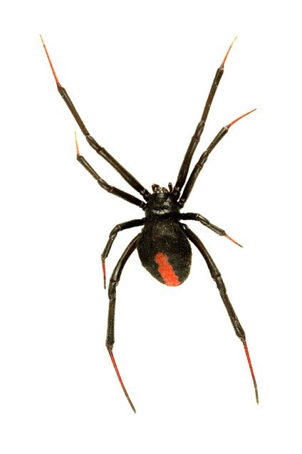 Redback Spider