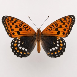 Regal Fritillary Identification Guide