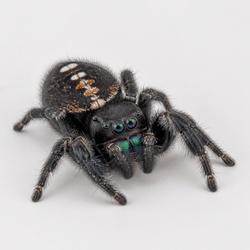 Regal Jumping Spider Identification Guide