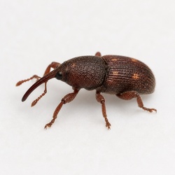 Rice Weevil Identification Guide