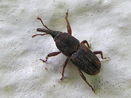Rice Weevil