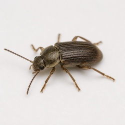 Riffle Beetle Identification Guide