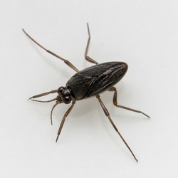 Ripple Bug Identification Guide