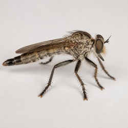 Robber Fly Identification Guide