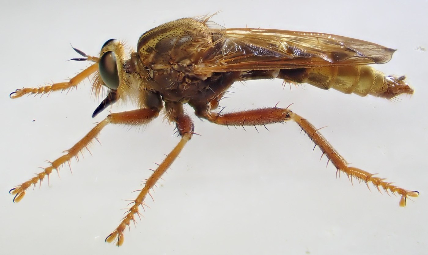 Robber Fly