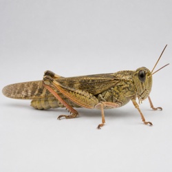 Rocky Mountain Locust Identification Guide