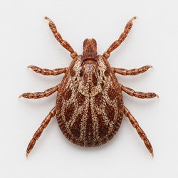 Rocky Mountain Wood Tick Identification Guide