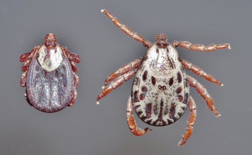 Rocky Mountain Wood Tick Identification Guide
