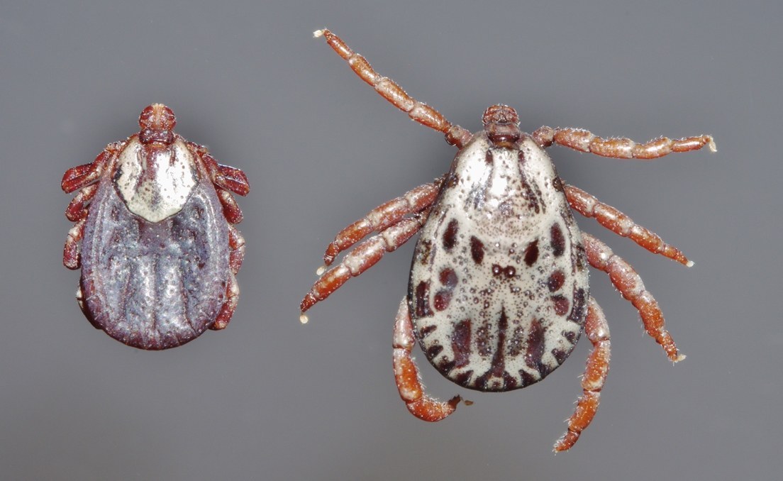 Rocky Mountain Wood Tick