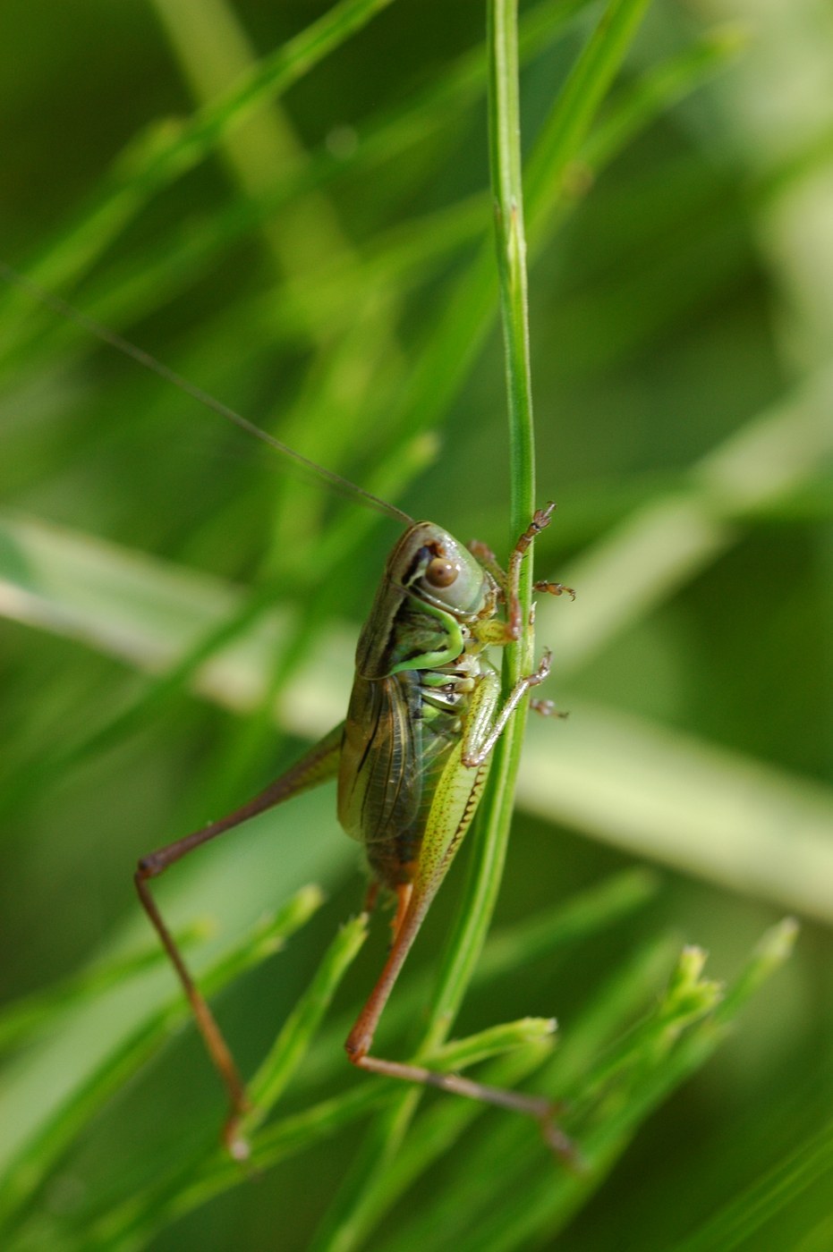 Roesel's Bush Cricket