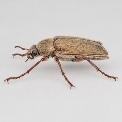 Rose Chafer Identification Guide