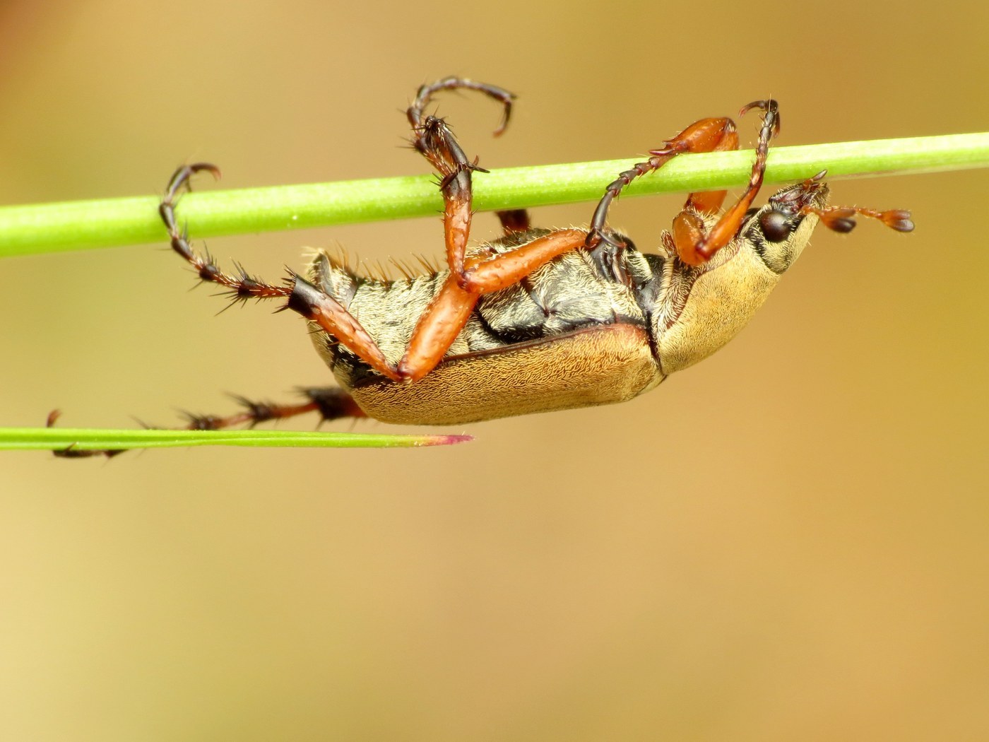 Rose Chafer