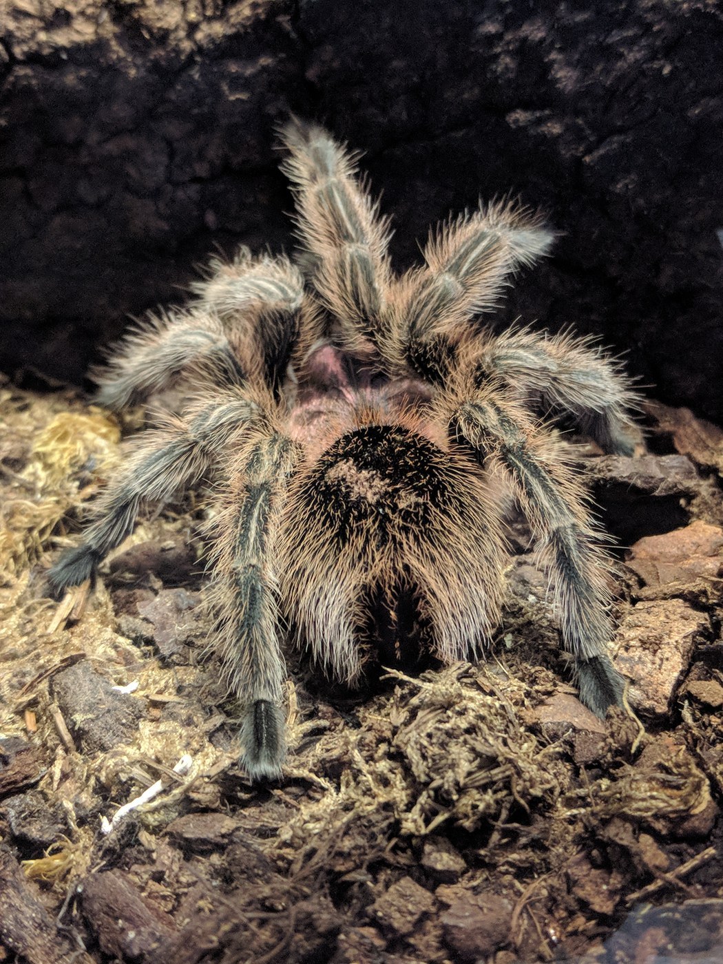 Rose Hair Tarantula