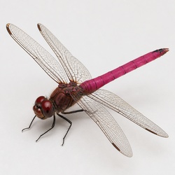 Roseate Skimmer Identification Guide