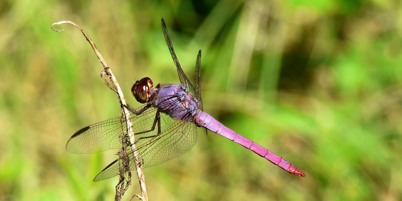 Roseate Skimmer