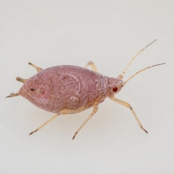 Rosy Apple Aphid Identification Guide
