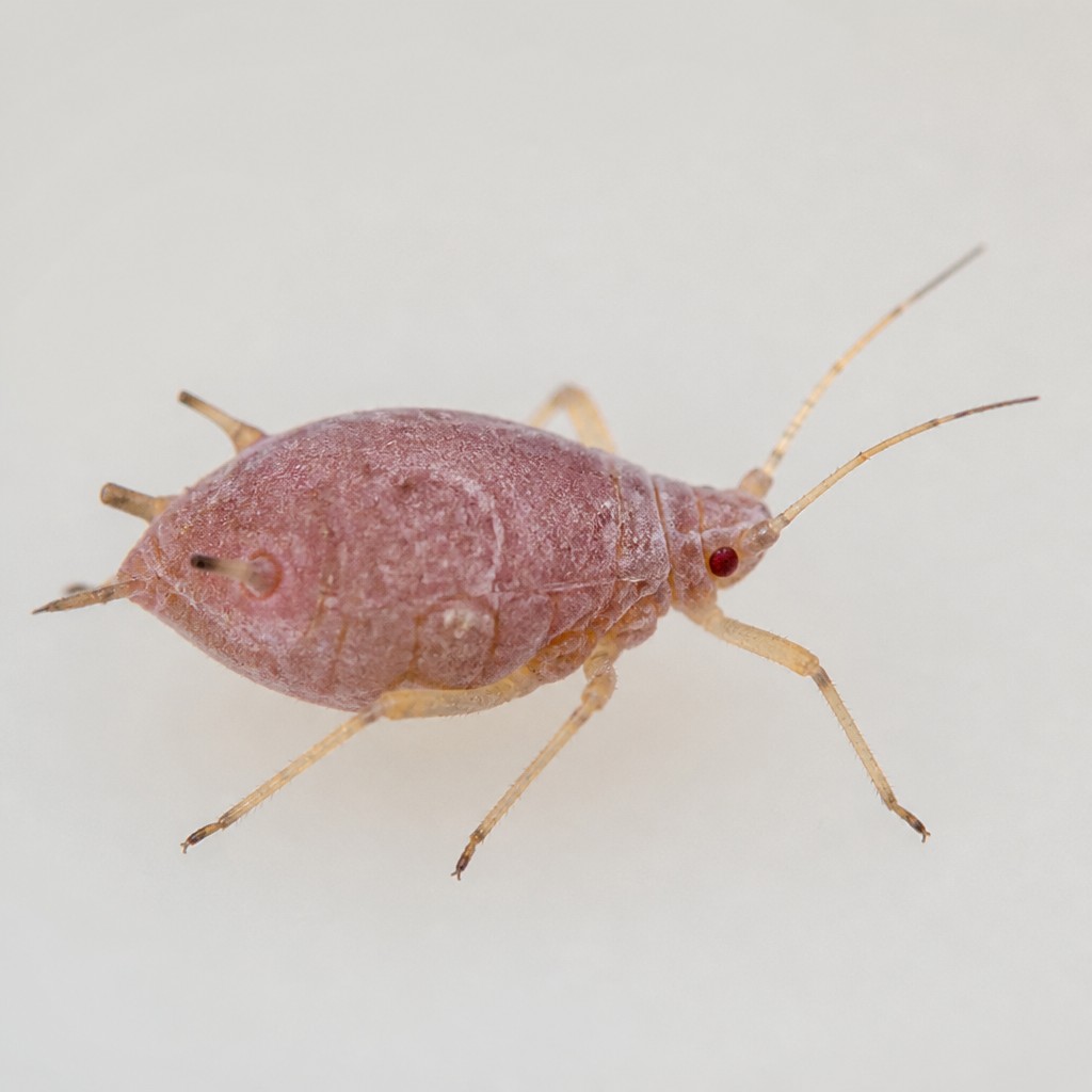 Rosy Apple Aphid (Dysaphis plantaginea)