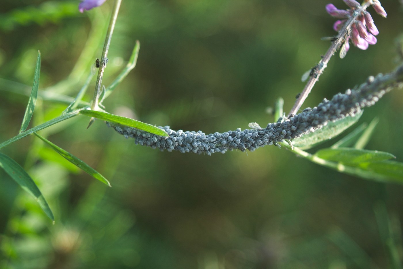 Rosy Apple Aphid