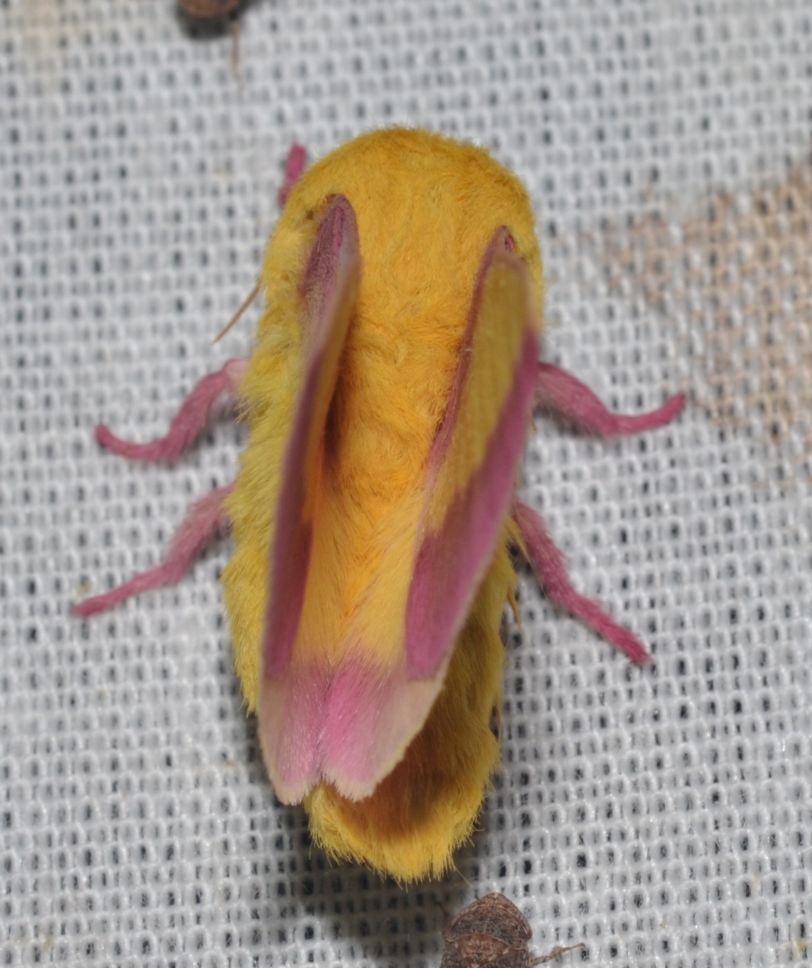 Rosy Maple Moth