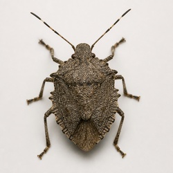 Rough Stink Bug Identification Guide
