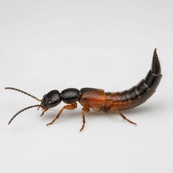 Rove Beetle Identification Guide