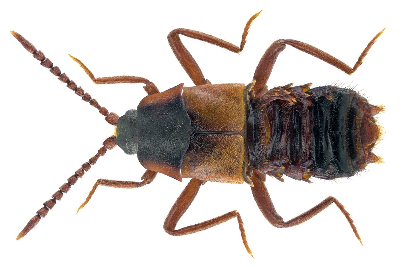 Rove Beetle