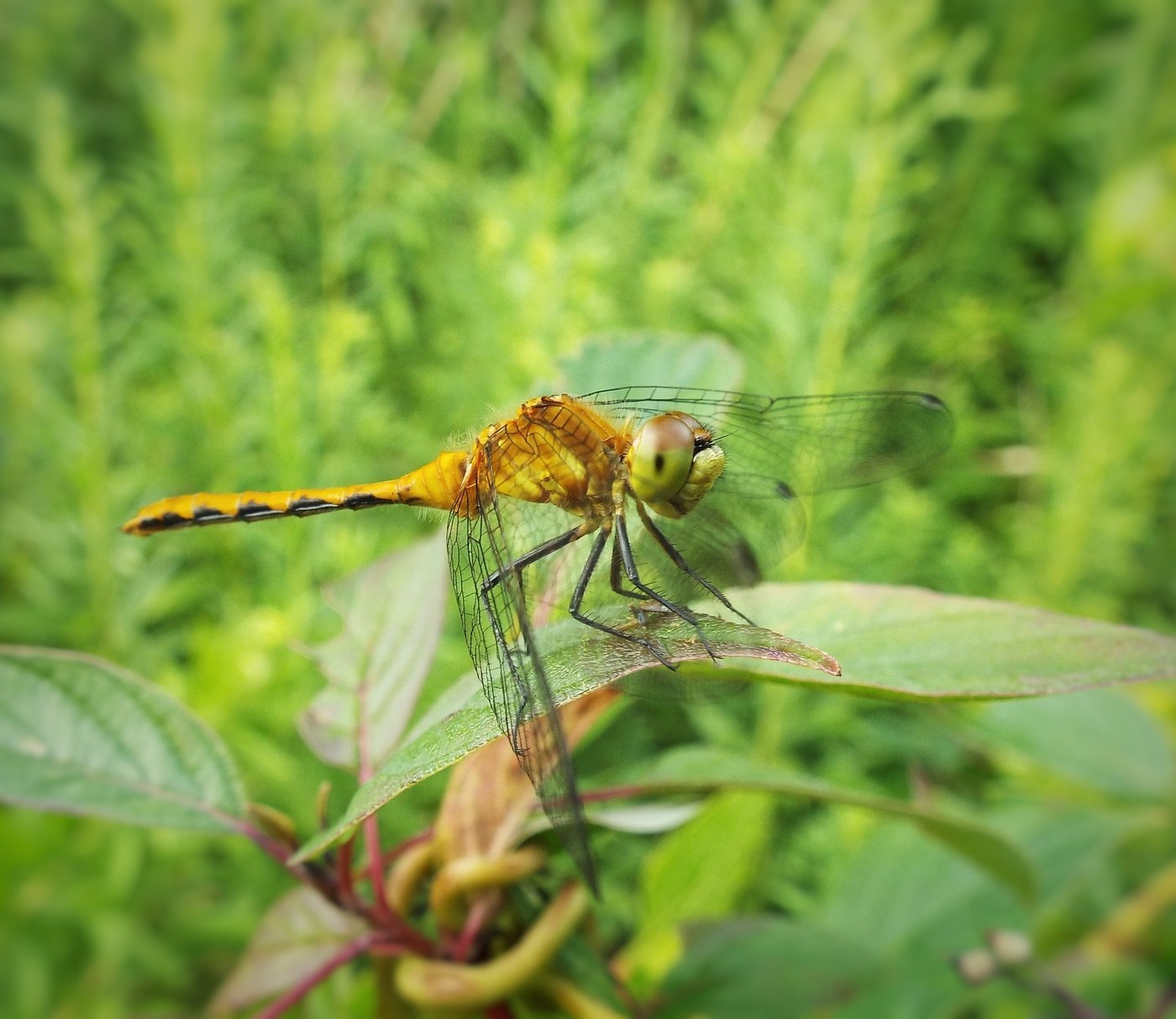 Ruby Meadowhawk