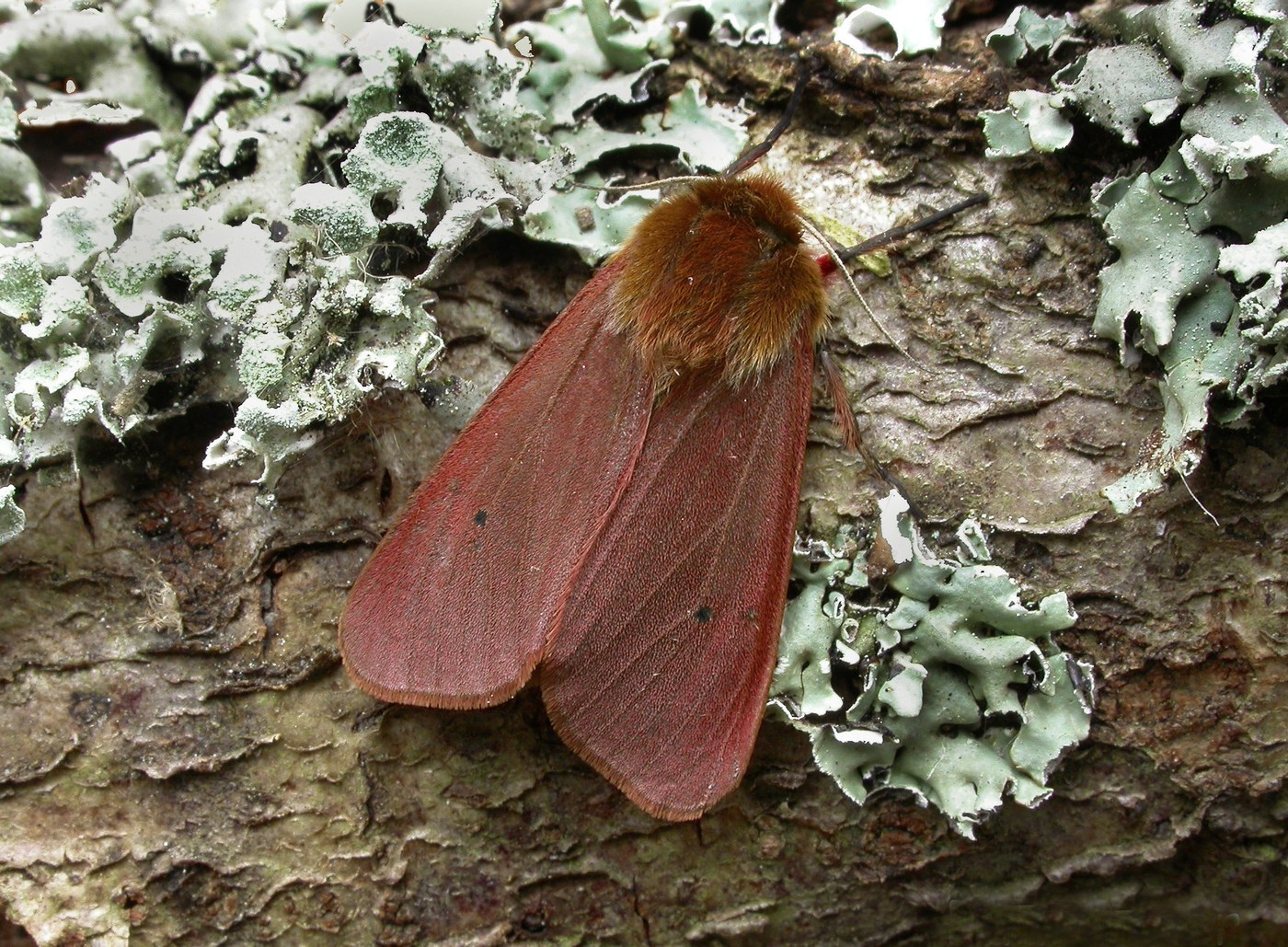 Ruby Tiger Moth