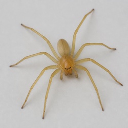 Sac Spider Identification Guide