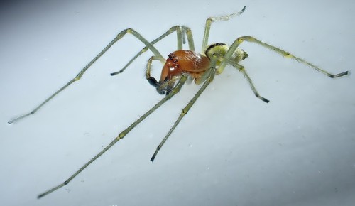 Sac Spider Identification Guide