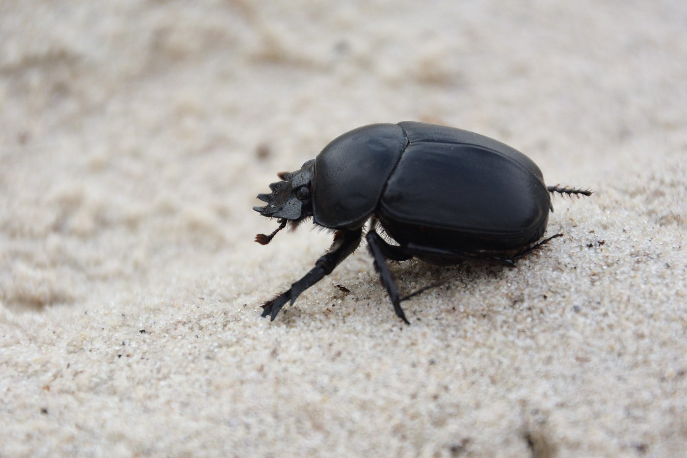 Sacred Scarab