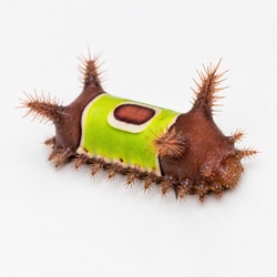 Saddleback Caterpillar Identification Guide