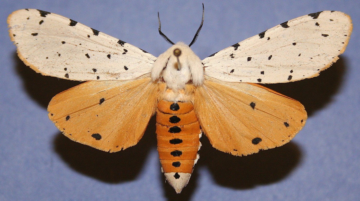 Salt Marsh Moth