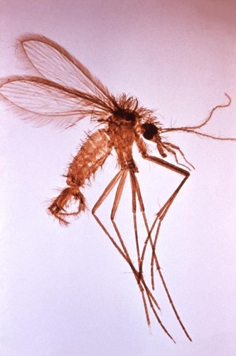 Sand Fly Identification Guide