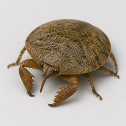 Saucer Bug Identification Guide