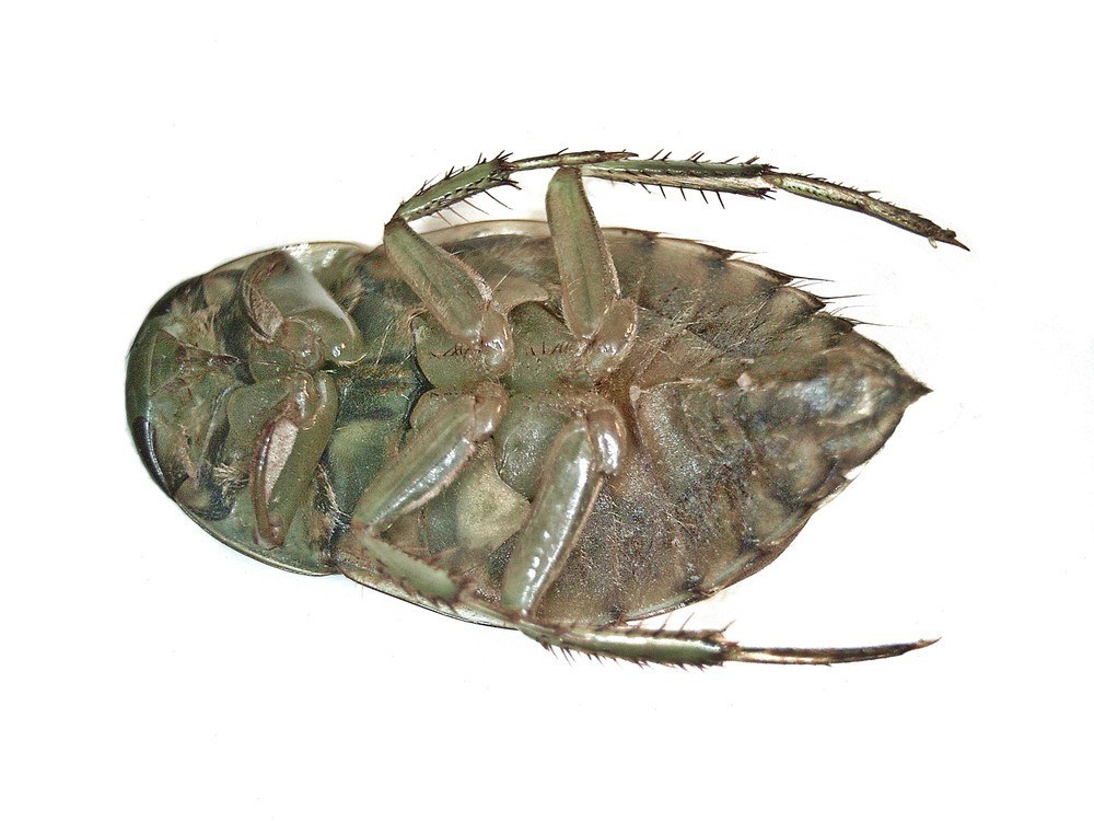 Saucer Bug