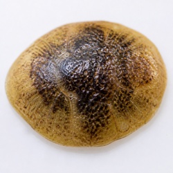 Scale Insect Identification Guide