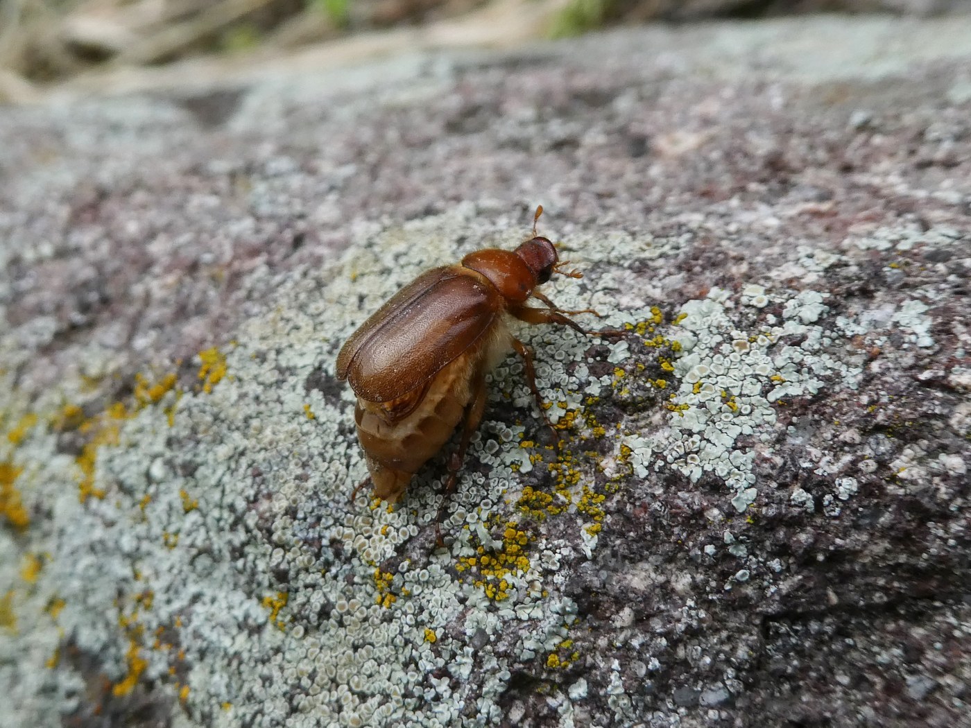 Scarab Beetle
