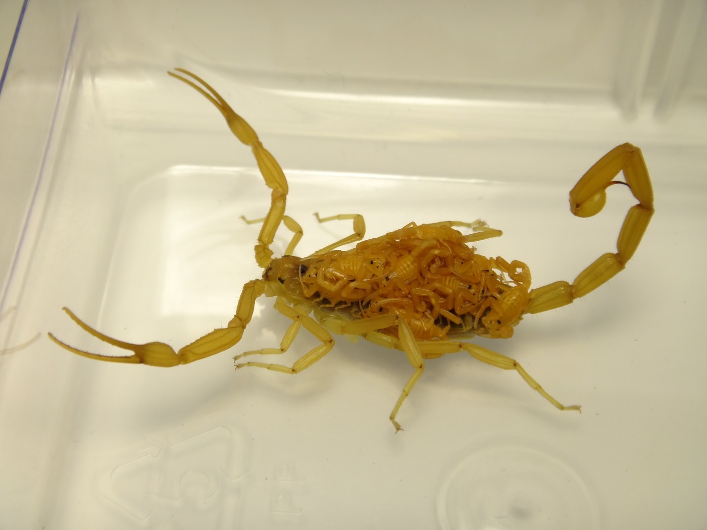 Scorpion