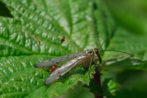 Scorpionfly Identification Guide