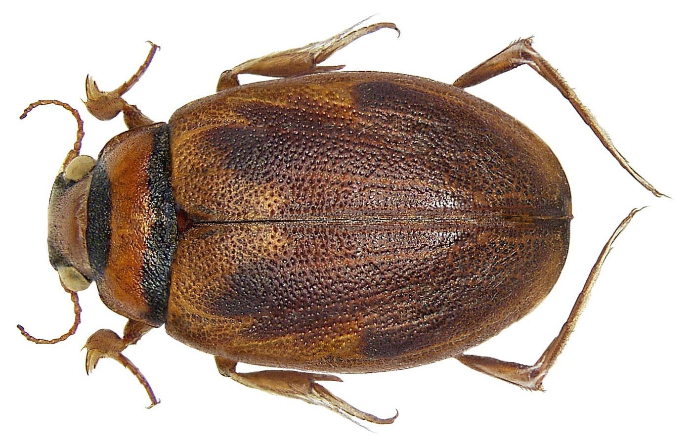Screech Beetle
