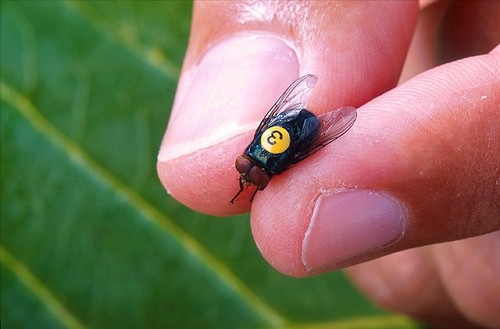 Screwworm Fly Identification Guide