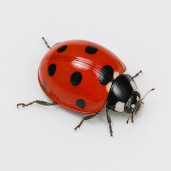 Seven-spotted Ladybird Identification Guide