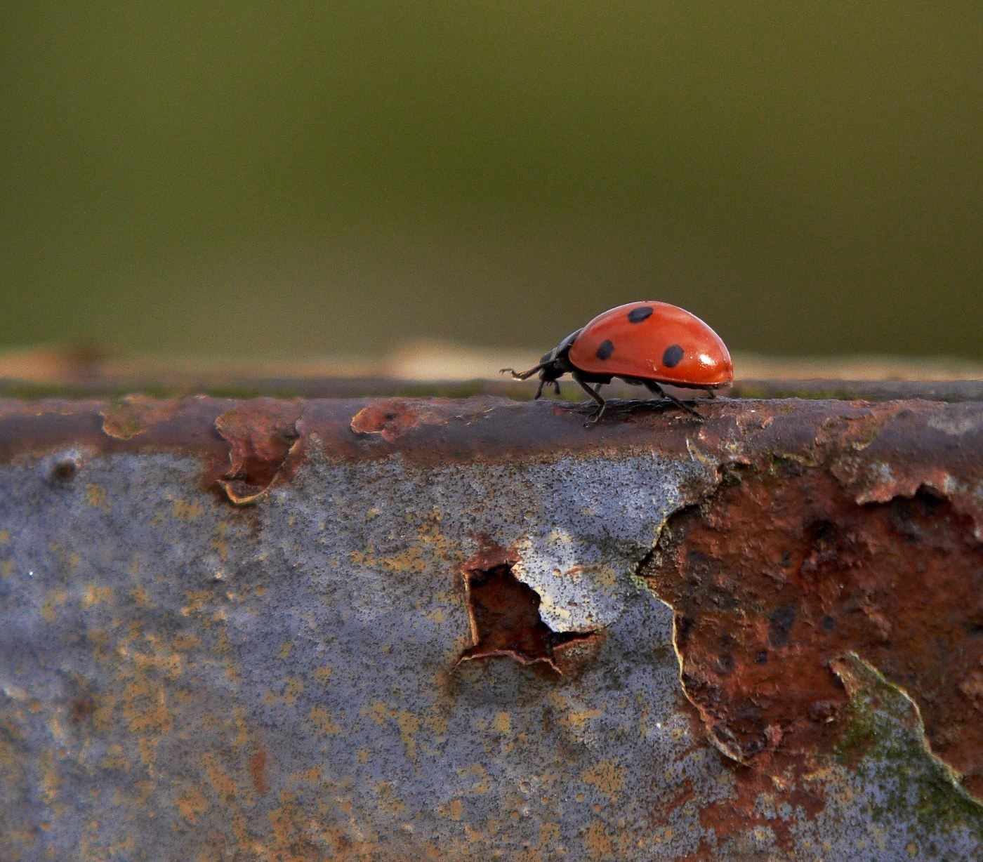 Seven-spotted Ladybird