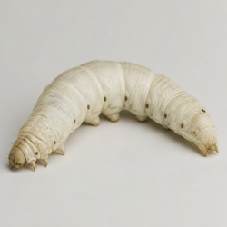 Silkworm Identification Guide
