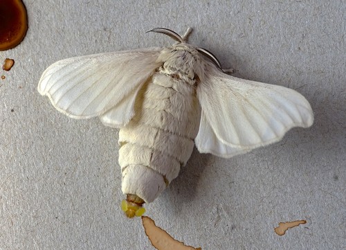Silkworm Identification Guide