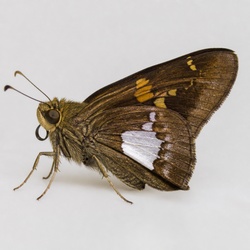 Silver-spotted Skipper Identification Guide