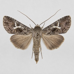 Silver Y Moth Identification Guide