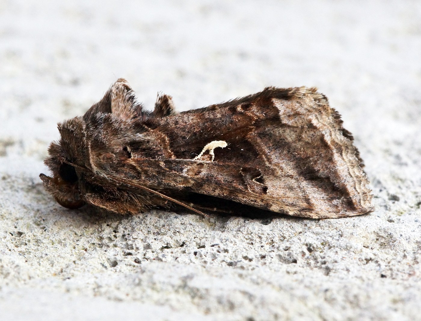 Silver Y Moth